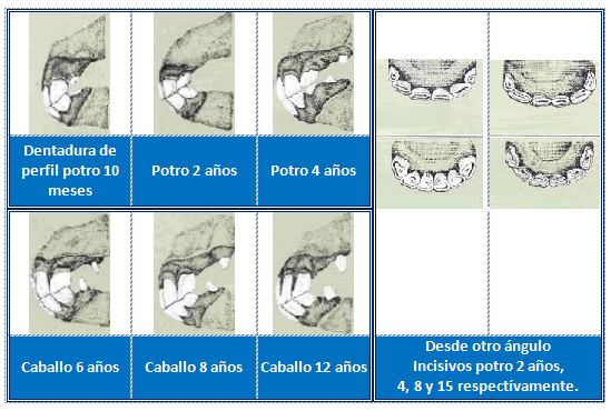 edad de los dientes del caballo