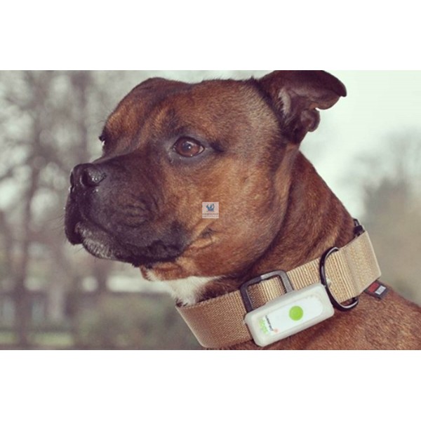 Rastreador GPS para perros - Weenect XS (Edición blanca 2023) | Seguimiento  GPS en tiempo real | Sin límite de rango | Rastreador más pequeño del