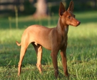 Mi perro tiene hipertiroidismo ¿Cuál es el mejor tratamiento?